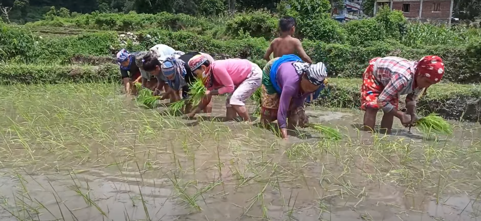 “Forgotten Seeds: बिर्सिएका बिउ”  || Documentary By National College’s Bachelor in Development Studies Students ||